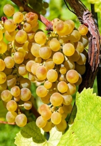 A journey through the tradition, history and culture of Toro wine