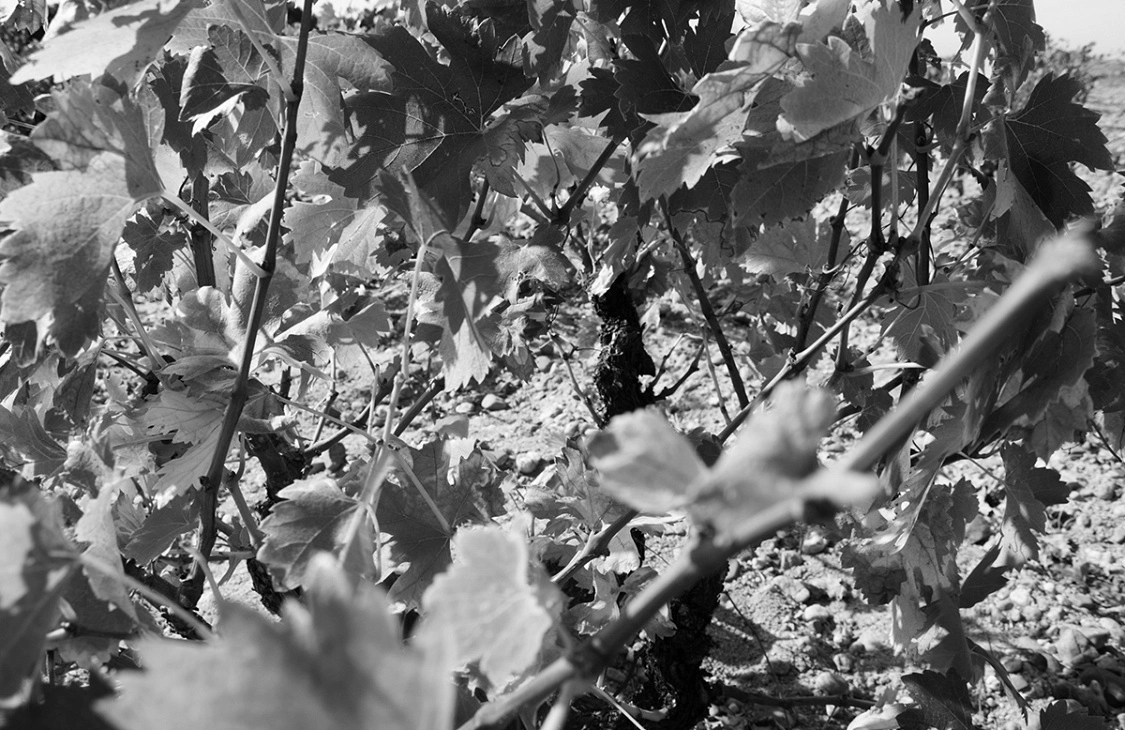 Bodega Ramón Ramos