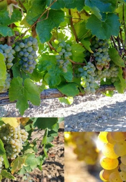 Godello, el vino de moda.