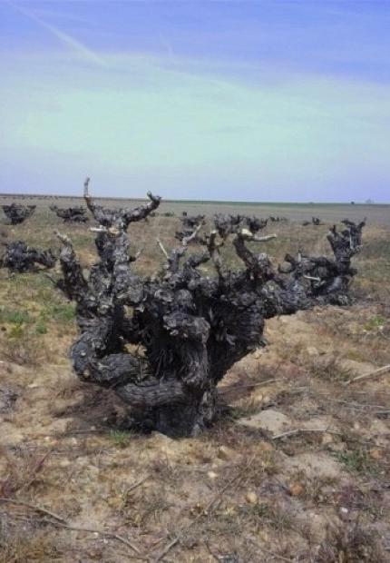 La Filoxera y los viñedos prefiloxéricos
