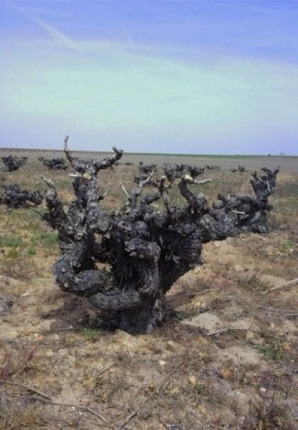 La Filoxera y los viñedos prefiloxéricos