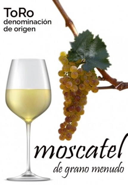 La gran desconocida. Moscatel de grano menudo.