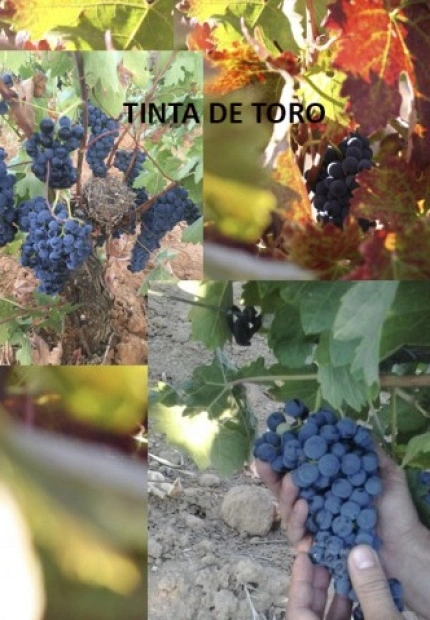 La Tinta de Toro. variedad única