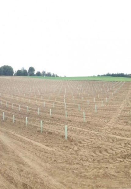 NUEVAS PLANTACIONES DE TINTA DE TORO