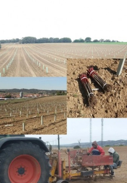 Nuevas plantaciones de Viñedos