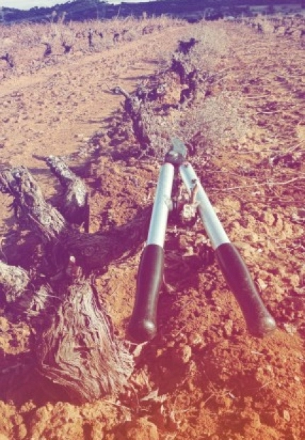 PRUNING, THE GESTATION OF A GREAT WINE