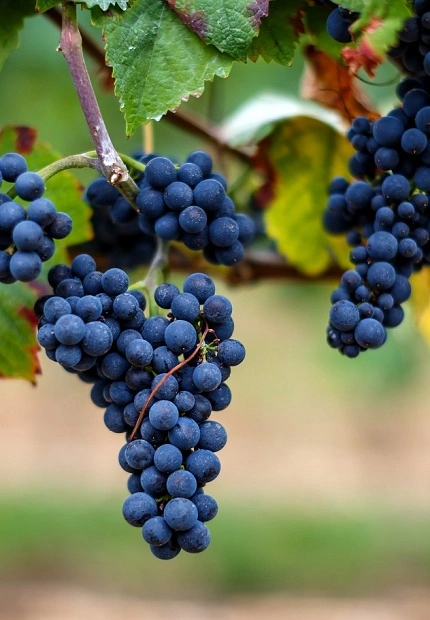 The 2024 harvest is coming