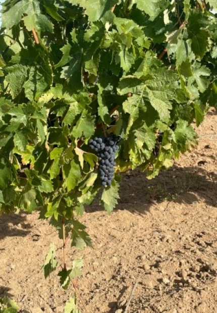 The 2024 harvest is coming