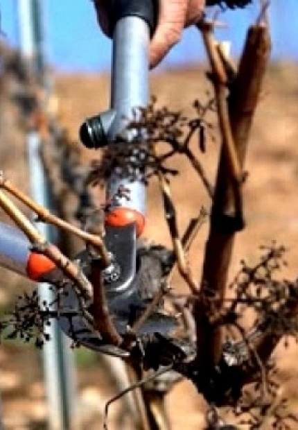 The importance of vine pruning
