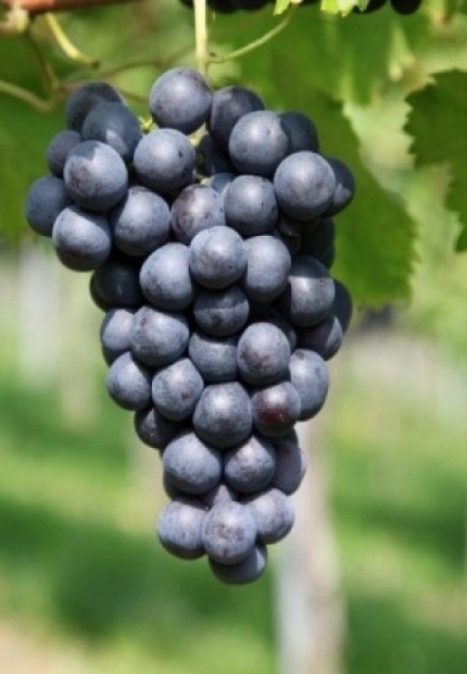 The route of Toro wine releases an image under the slogan 