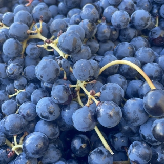Tradition, climate and quality