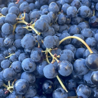 Tradition, climate and quality