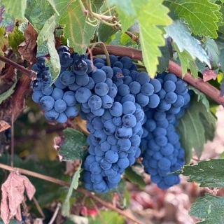 Tradition, climate and quality