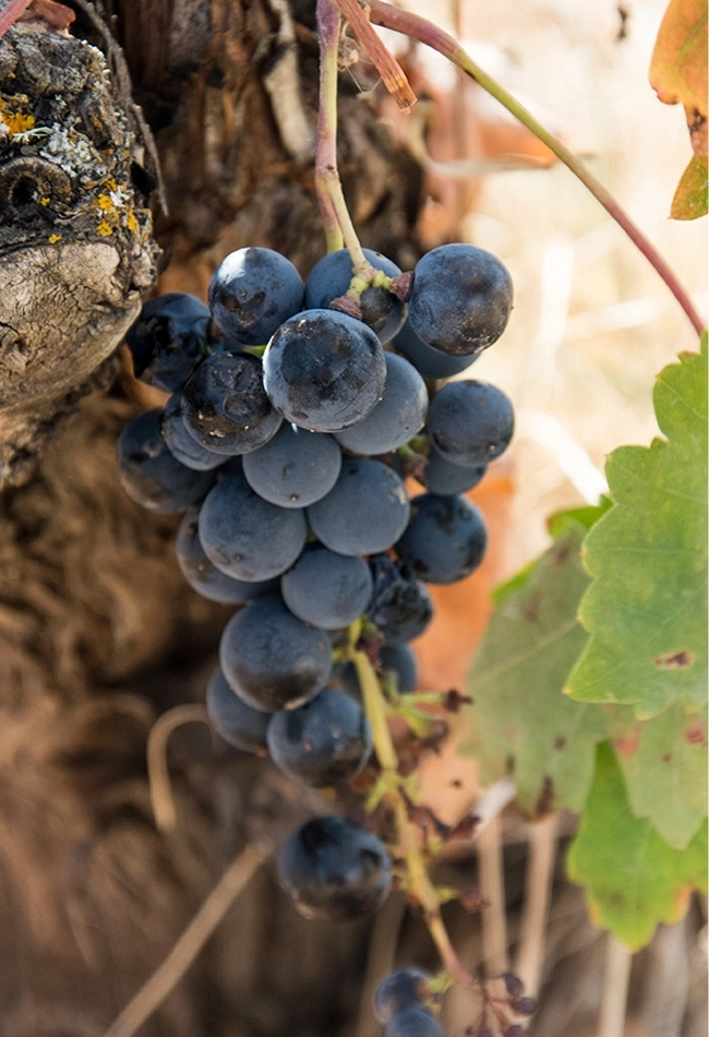 <b>Tradition, climate and quality</b>