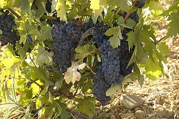 Un sueño que nació entre viñedos