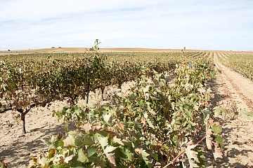 Un sueño que nació entre viñedos