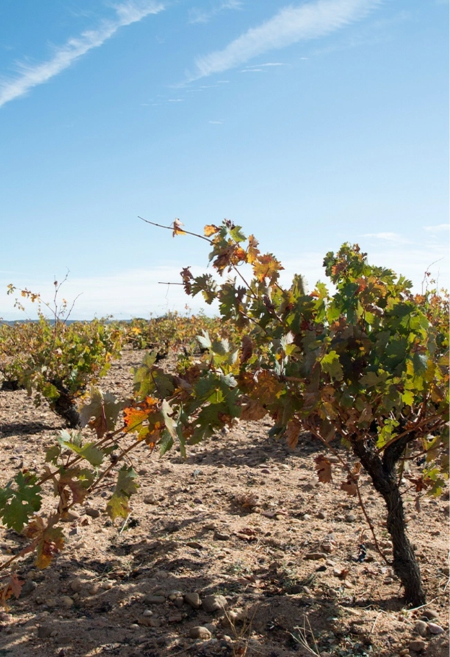 Un sueño que nació entre <b>viñedos</b> Un sueño que nació entre <b>viñedos</b>