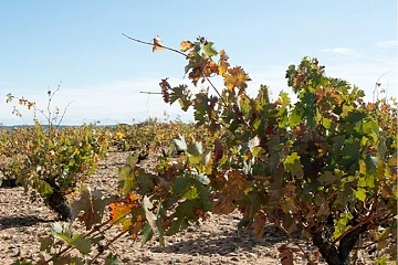 Un sueño que nació entre viñedos