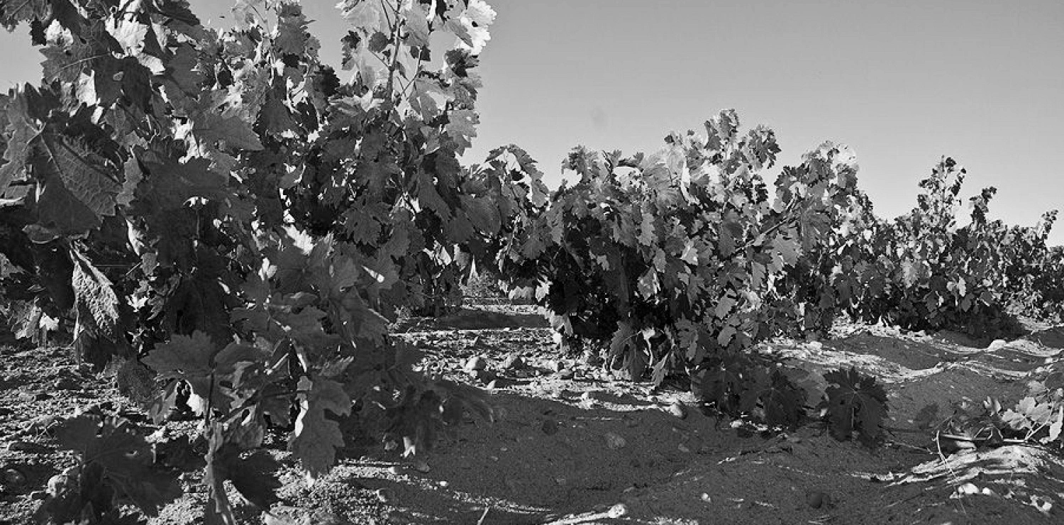 Viñedos