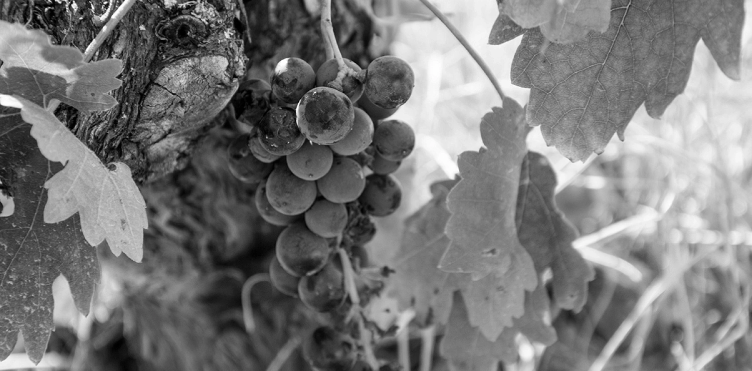 Vineyards