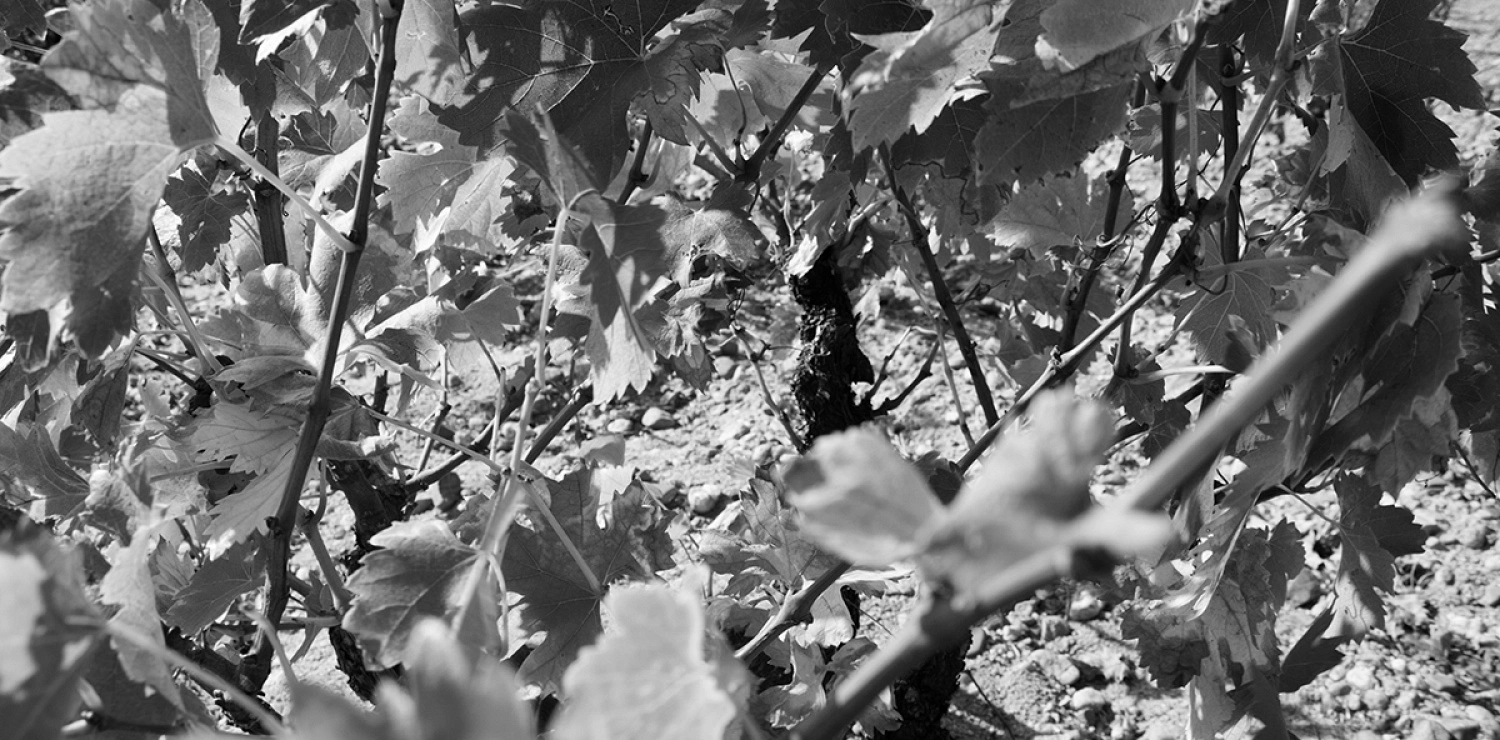 Vineyards